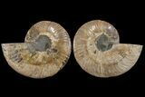 Bargain, Cut & Polished Ammonite Fossil - Madagascar #148038-1